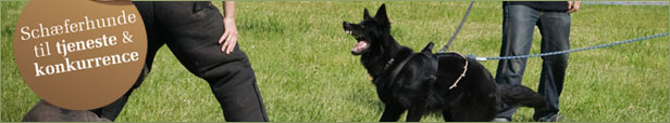Smedebakken schæferhunde til tjeneste og konkurrence samt foder, udstyr og legetøj til alle dyr