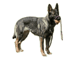 Kennel Smedebakken - Sunde og gode Schæferhunde til Tjeneste eller Konkurrence